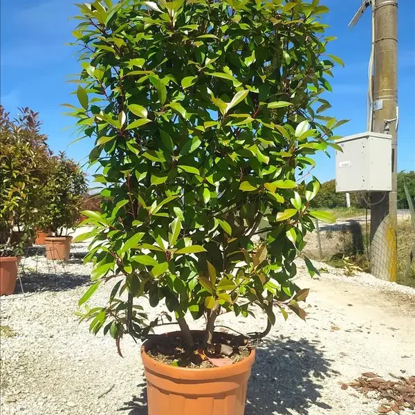 Photinia serrulata ‘Corallo’ (Koralna fotinija – ŠPALIR)
