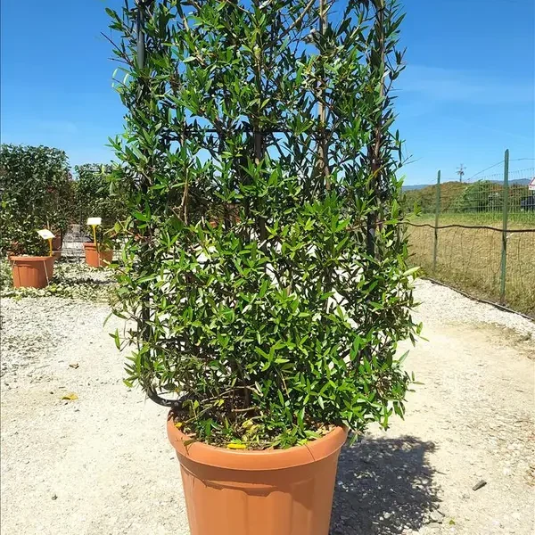 Phillyrea angustifolia ‘sorta’ (Ozkolistna filireja – ŠPALIR)