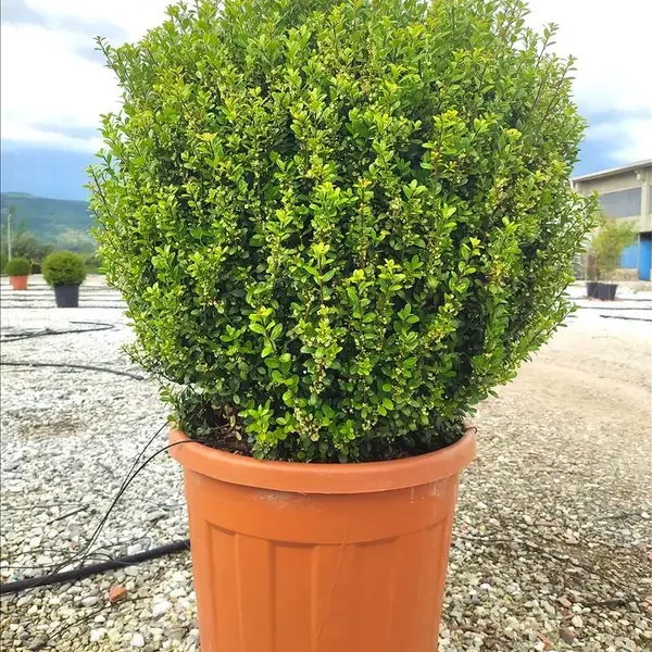 Ilex crenata 'Caroline Upright' (Božje drevesce pokončne rasti) (Kopija)