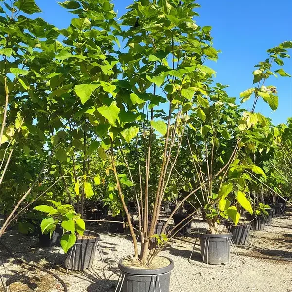Catalpa bignonioides (Katalpa – VEČSTEBELNO)