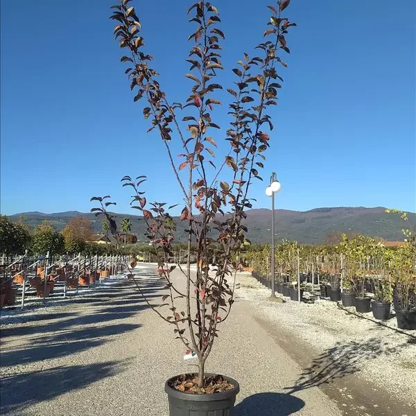 Malus floribunda 'Coccinella' (Okrasna jablana)