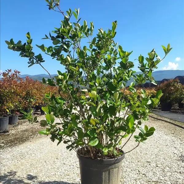 Aronia melanocarpa ‘Viking’ (črni aronija)