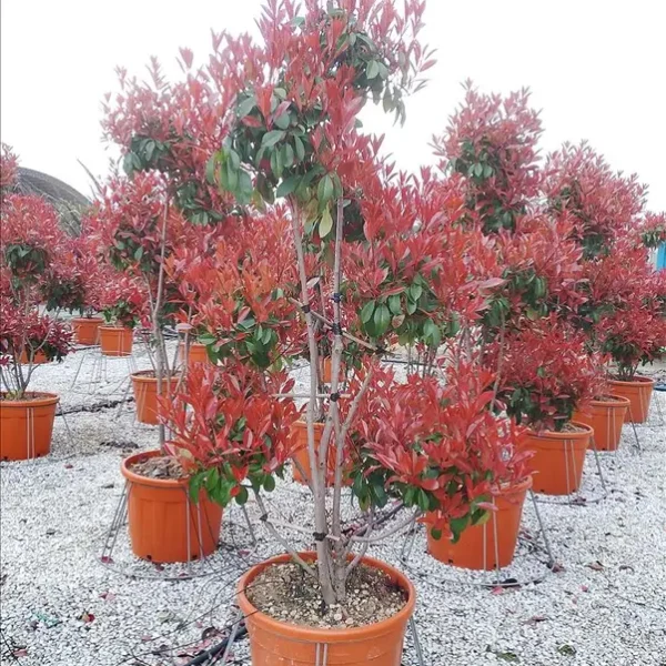 Photinia serrulata ‘Corallo’ (Rdeči pon pon – PON PON)