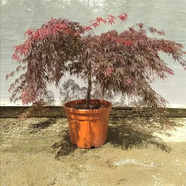 Acer palmatum 'Inabashidare' (Japonski javor – Na steblu)