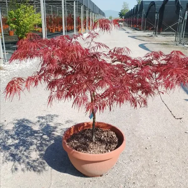 Acer palmatum dissectum 'Crimson Queen' (Japonski javor 'Crimson Queen')