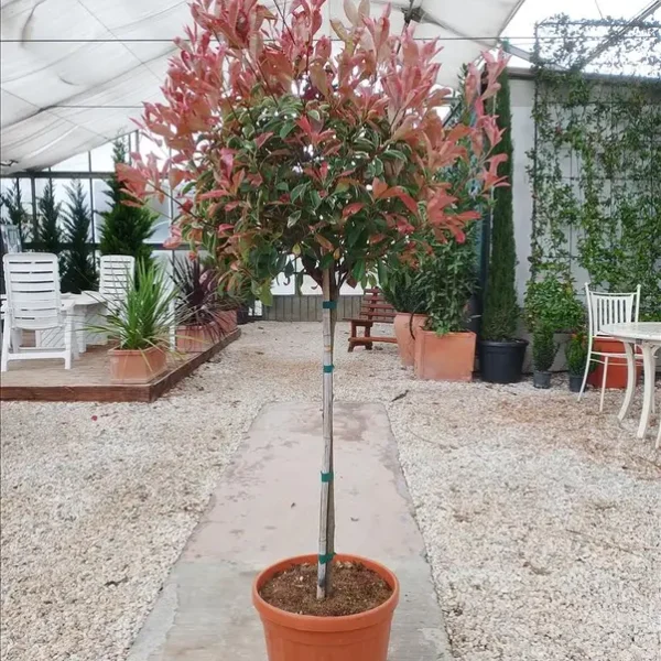 Photinia serratifolia 'Louise'  (Fotinija na steblu v obliki bučke)