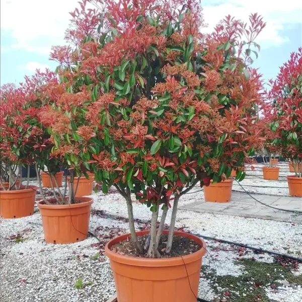 Photinia serrulata ‘Corallo’ (Koralna fotinija – OBLIKA DEŽNIKA)