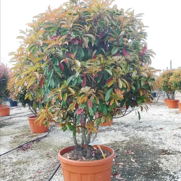 Photinia serrulata ‘Crunchy’ (Kroglasta fotinija – OBLIKA DEŽNIKA)