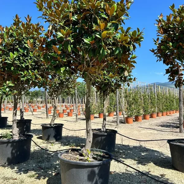 Magnolia grandiflora ‘Gallisoniensis’ (Velika magnolija – OBLIKA DEŽNIKA)