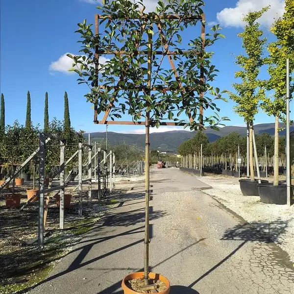 Photinia serrulata 'Red Robin' (Rdeči robins – ŠPALIR)