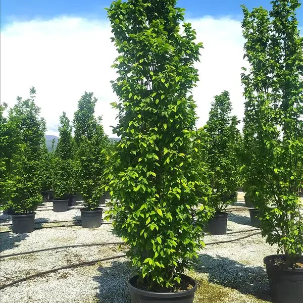 Carpinus betulus 'Beeckman' (Gaber)