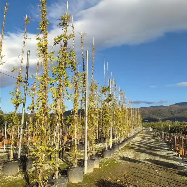 Wisteria floribunda ‘Caroline’ (Karolina)