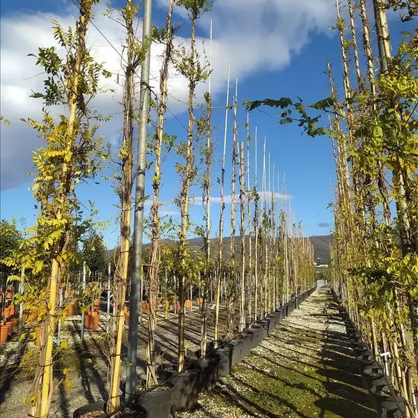 Wisteria 'Mercury'