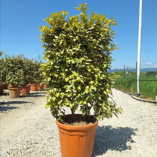 Elaeagnus ebb. ‘Maryline’ (Elaeagnus Maryline – ŠPALIR)