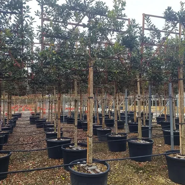 Ilex aquifolium ‘Nelly R. Stevens’ (Holly Nelly R. Stevens – STEBLO SPALL. LEGNO SU STELO 120 X)