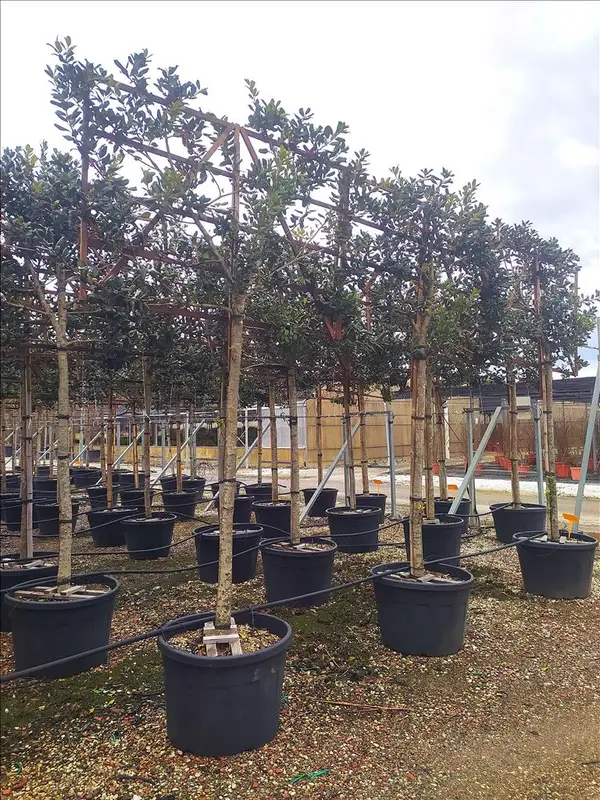 Z-8056455027774 Ilex aquifolium ‘Nelly R. Stevens’ (Holly Nelly R. Stevens – STEBLO SPALL. LEGNO SU STELO 120 X) - slika 1
