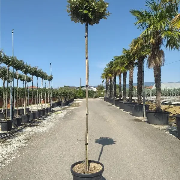 Elaeagnus ebbingei 'Compacta' (Navadni oman)