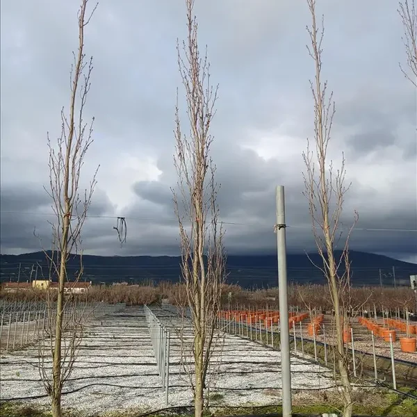 Liquidambar styraciflua ‘Slender Silhouette’ (Vitka silhueta)