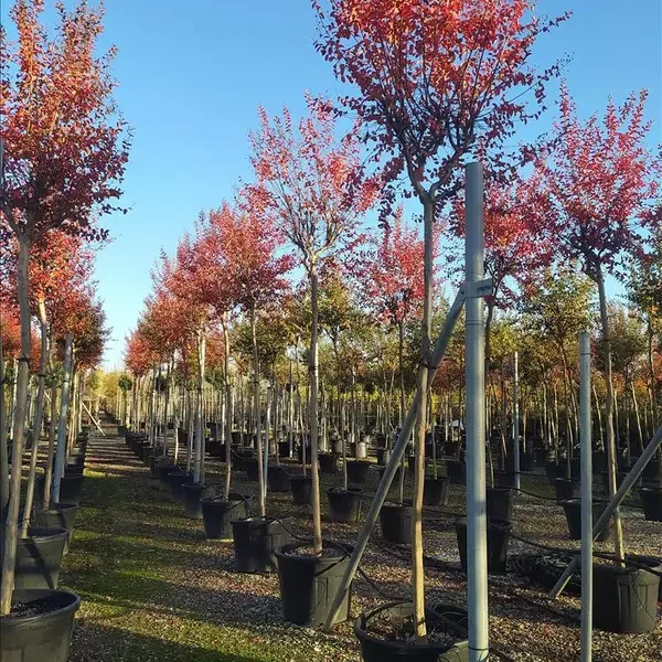 Lagerstroemia indica (Indijska krešnija na steblu)