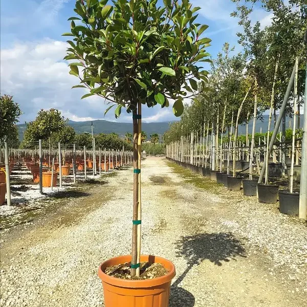 Photinia serratifolia 'Louise'  (Fotinija na steblu v obliki bučke)