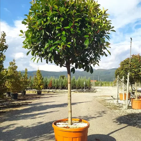 PHOTINIA SERRATIFOLIA 'CORALLO' -  (Photinia NA STEBLU)