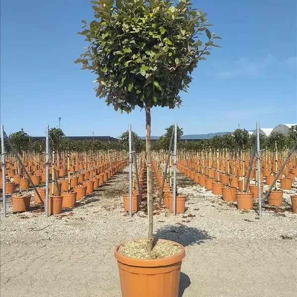 Elaeagnus ebbingei ‘Compacta’ (Ebbingova oleaster – Na steblu)