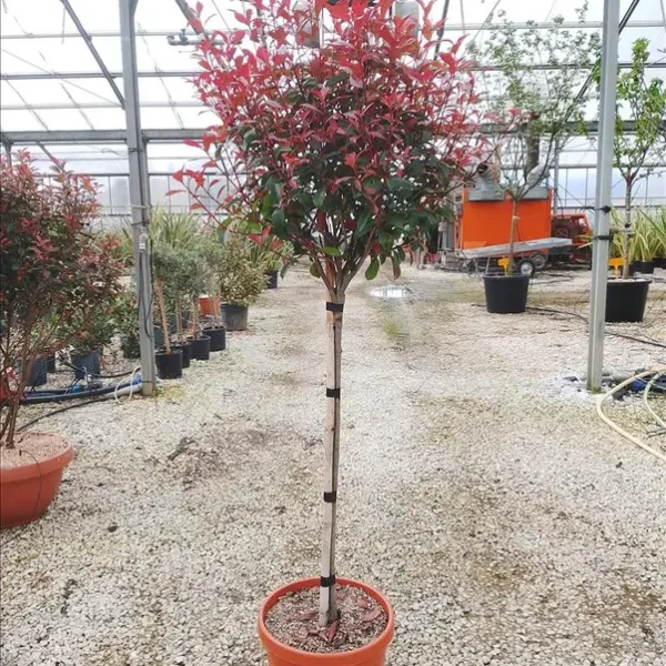 Photinia x fraseri ‘Red Robin Compacta’ (Photinija na steblu)
