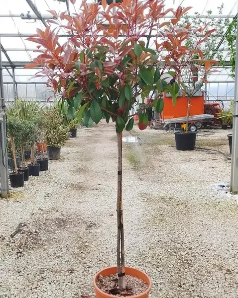 PHOTINIA SERRATIFOLIA 'CORALLO' -  (Photinia NA STEBLU)