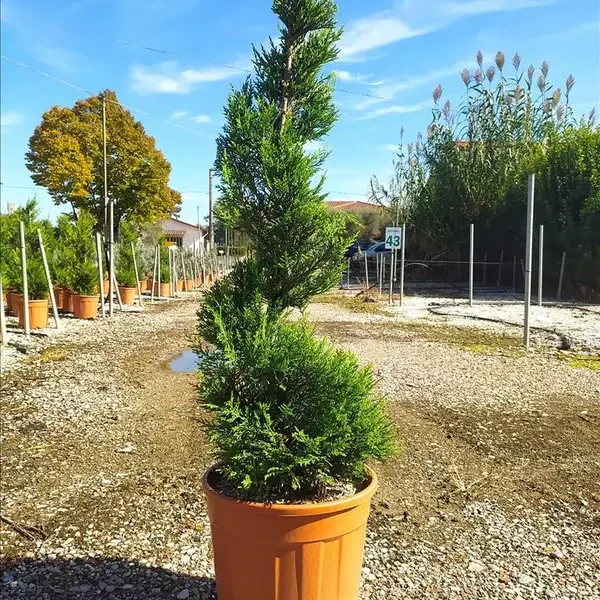 Cupressocyparis leylandii (Lejlandova cipresa)
