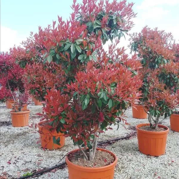 Photinia serrulata ‘Corallo’ (Rdeči pon pon – PON PON)