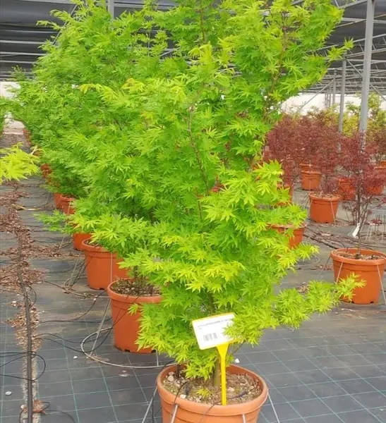 Acer palmatum 'Going Green' (Pahljačasti javor)