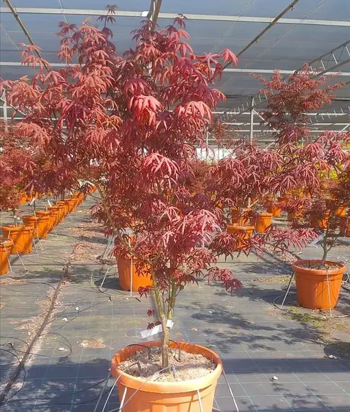 Acer palmatum ‘Starfish’ (Zvezdasti javor)