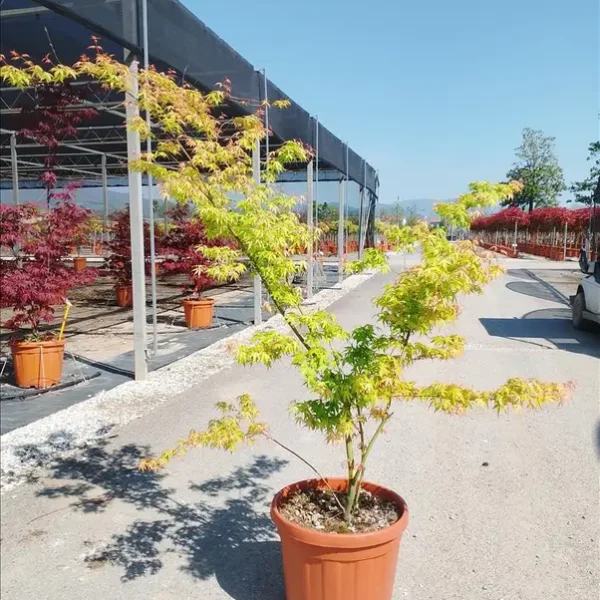 Acer palmatum 'Katsura' (Pahljačasti javor)