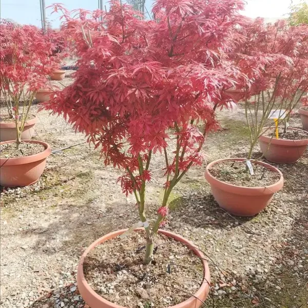 Acer palmatum ‘Jerre Schwartz’ (Japonski javor – OBLIKA DEŽNIKA)