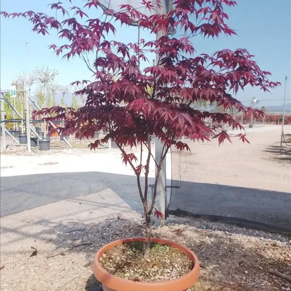 Acer palmatum ‘Bloodgood’ (Japonski javor – OBLIKA DEŽNIKA)