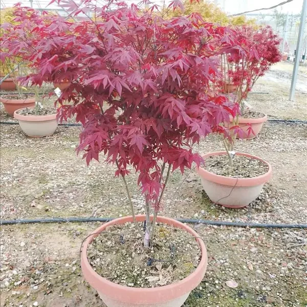 Acer palmatum ‘Atropurpureum’ (Japonski javor – OBLIKA DEŽNIKA)