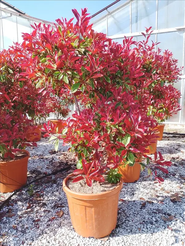 Z-8056455029020 Photinia serrulata ‘Louise’ (Louisejeva fotinija – PON PON) - slika 1