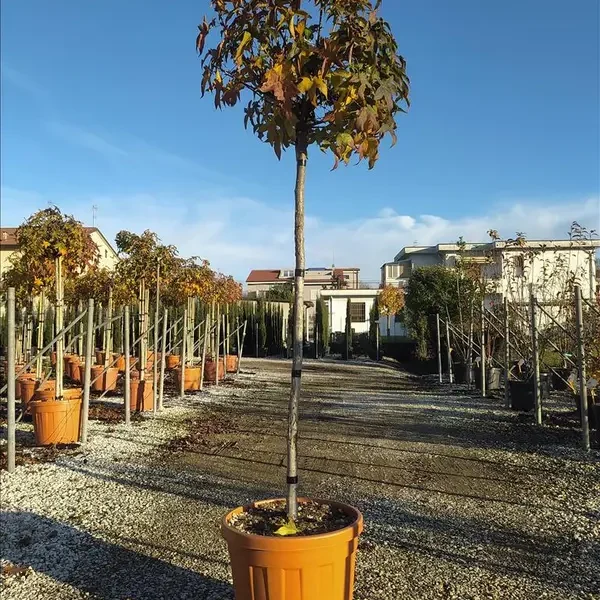Liquidambar styraciflua ´Gumball´ (Kroglasti ambrovec)