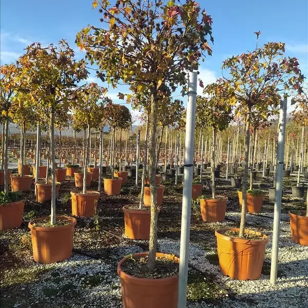 Liquidambar styraciflua ´Gumball´ (Kroglasti ambrovec)