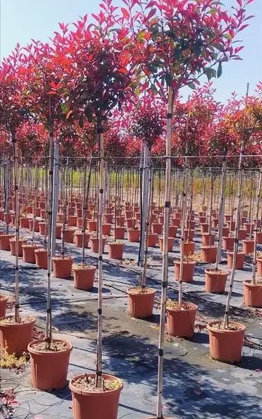Photinia x fraseri ‘Red Robin Compacta’ (Photinija na steblu)