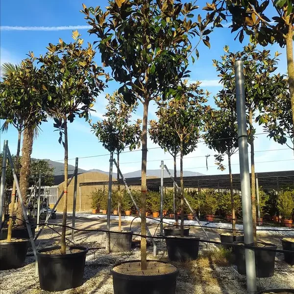 Magnolia grandiflora 'Gallisoniensis'  (Velecvetna magnolija na steblu)