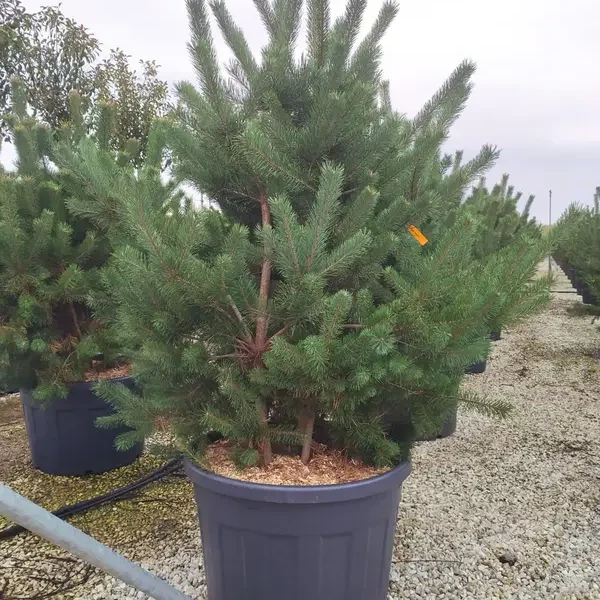 Pinus sylvestris