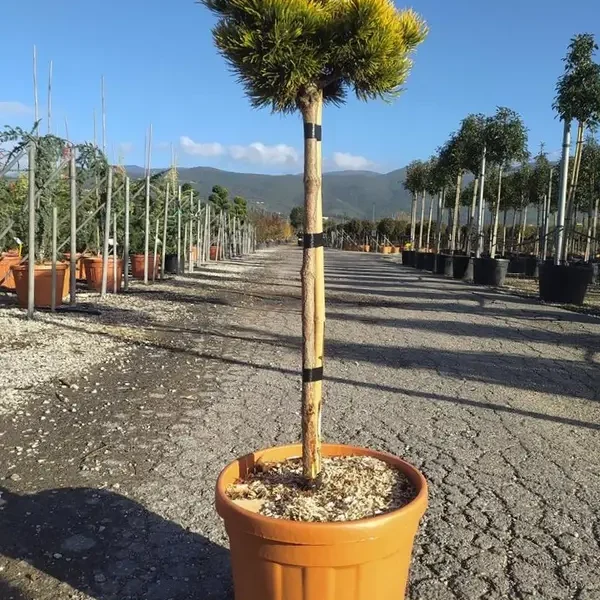 Pinus mugo ‘Carstens Winter Gold’ (Mugo bor – Na steblu)