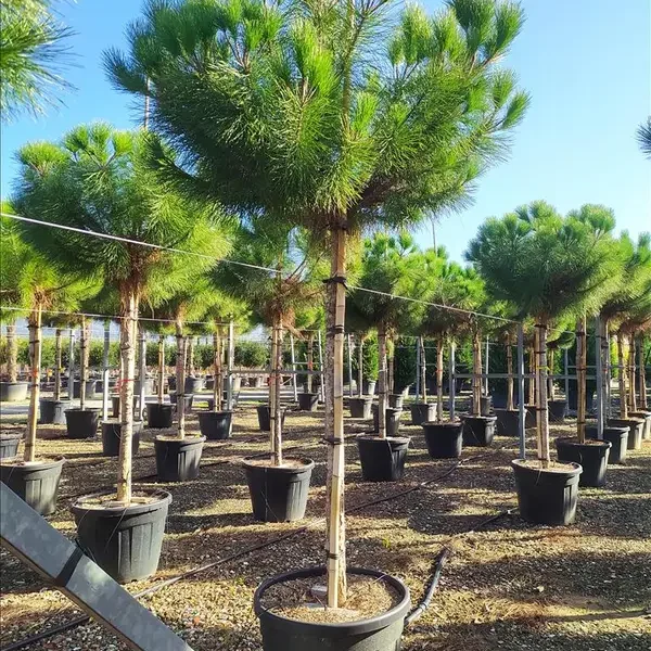 Pinus pinea (Pinija Sredozemski bor)