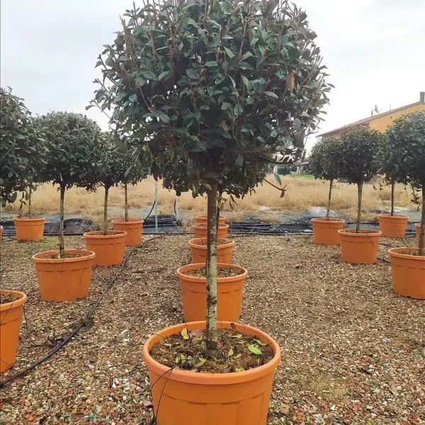 Photinia x fraseri ‘Red Robin Compacta’ (Photinija na steblu)