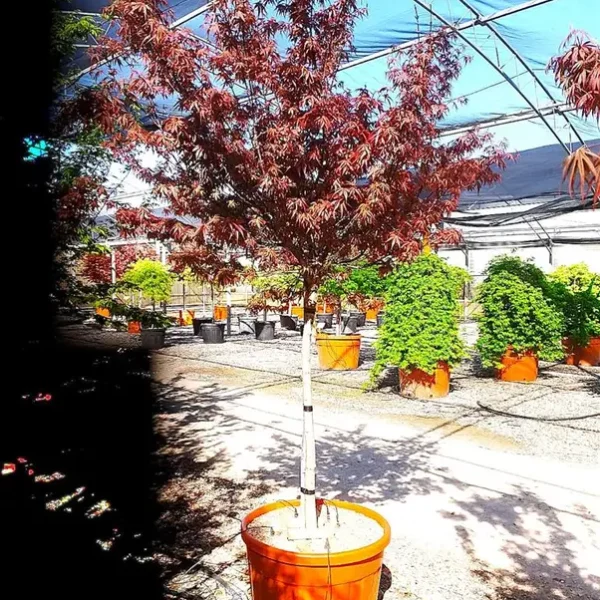 Acer palmatum ‘Skeeter’s Broom’ (Japonski javor – Na steblu)