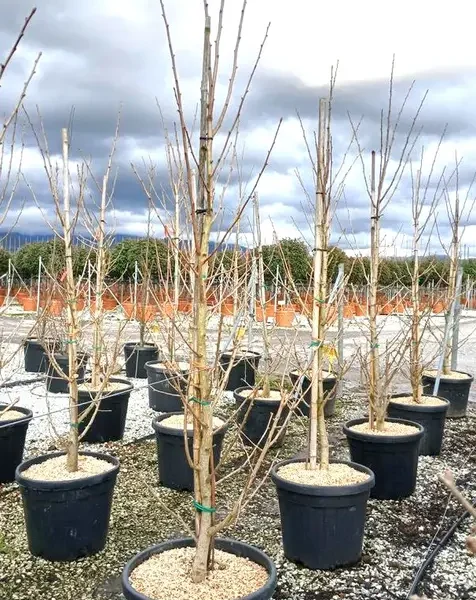 Ginkgo biloba ‘Fastigiatum’ (Ginko)