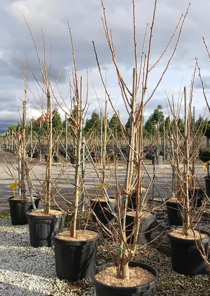 Ginkgo biloba ‘Fastigiatum’ (Ginko)