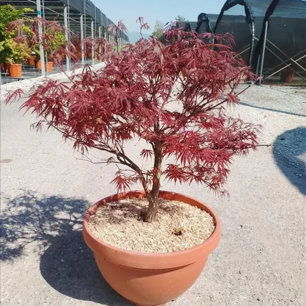 Acer palmatum 'Little Red' (Pahljač. rdečelist. javor)