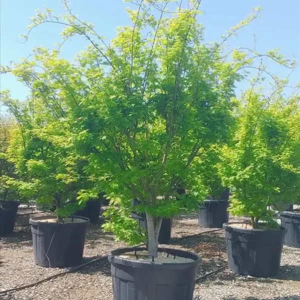 Acer palmatum 'Going Green' (Pahljačasti javor)